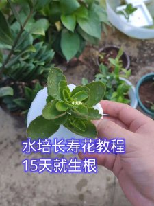長(zhǎng)壽花可以澆淘米水嗎 長(zhǎng)壽花可否用淘米水澆灌？